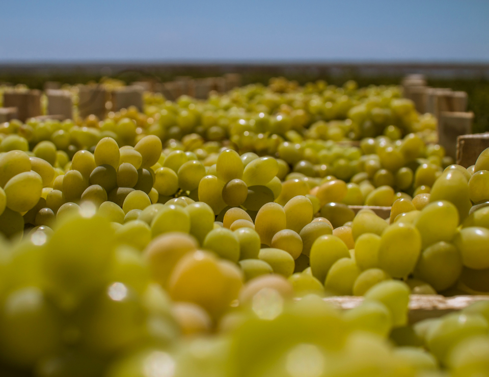 Агрофирма «Южная» приступила к сбору урожая винограда