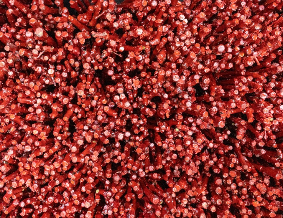 Питомник агрофирмы «Южная» в 2023 году произведет 2,7 млн саженцев