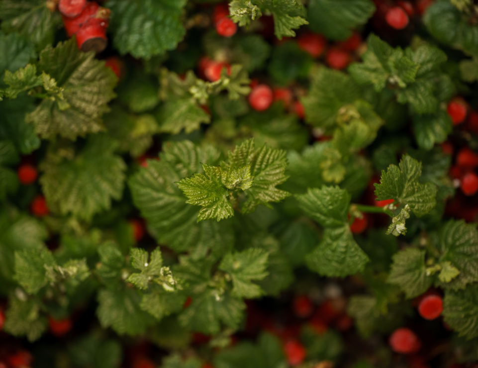 Агрофирма «Южная» и Курчатовский институт начали сотрудничество в рамках научно-практической работы