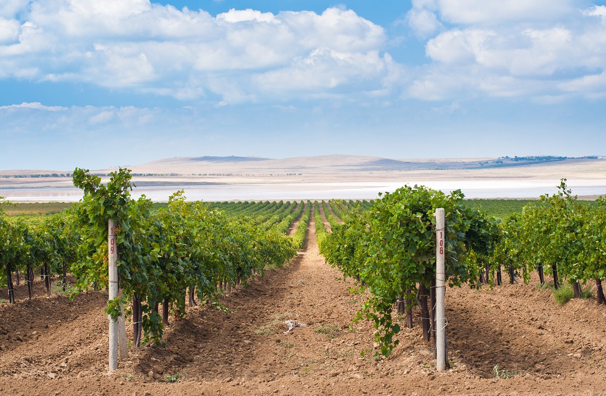 Винная группа «Ариант» создаёт «Центр энологии»