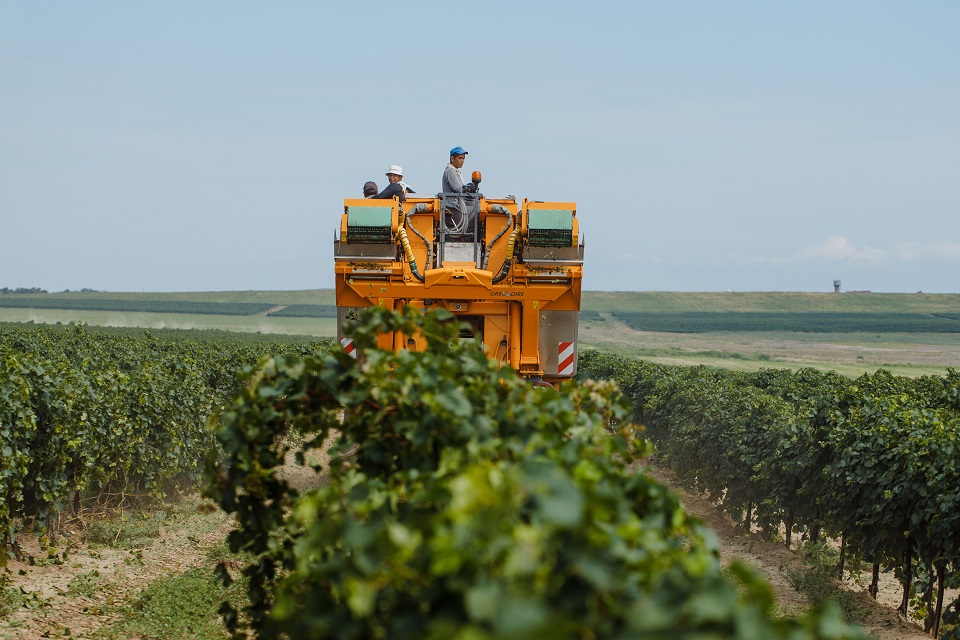 Агрофирма «Южная» собрала рекордный урожай винограда