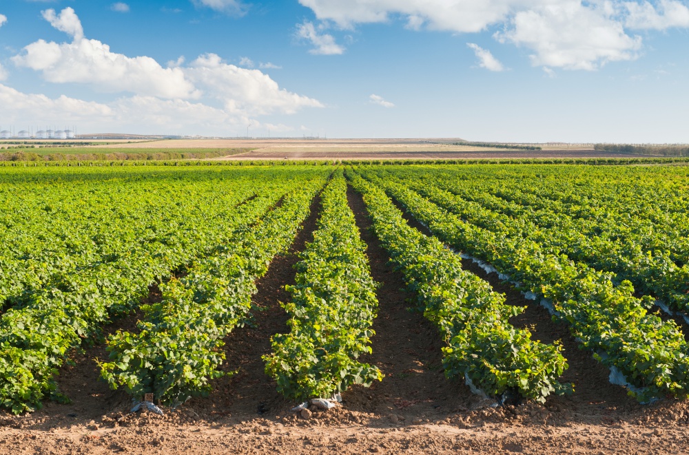 Винодельня "Кубань-Вино" презентовала свои вина в Германии