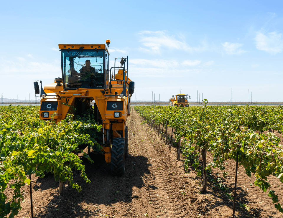 Агрофирма «Южная» начала сезон сбора винограда