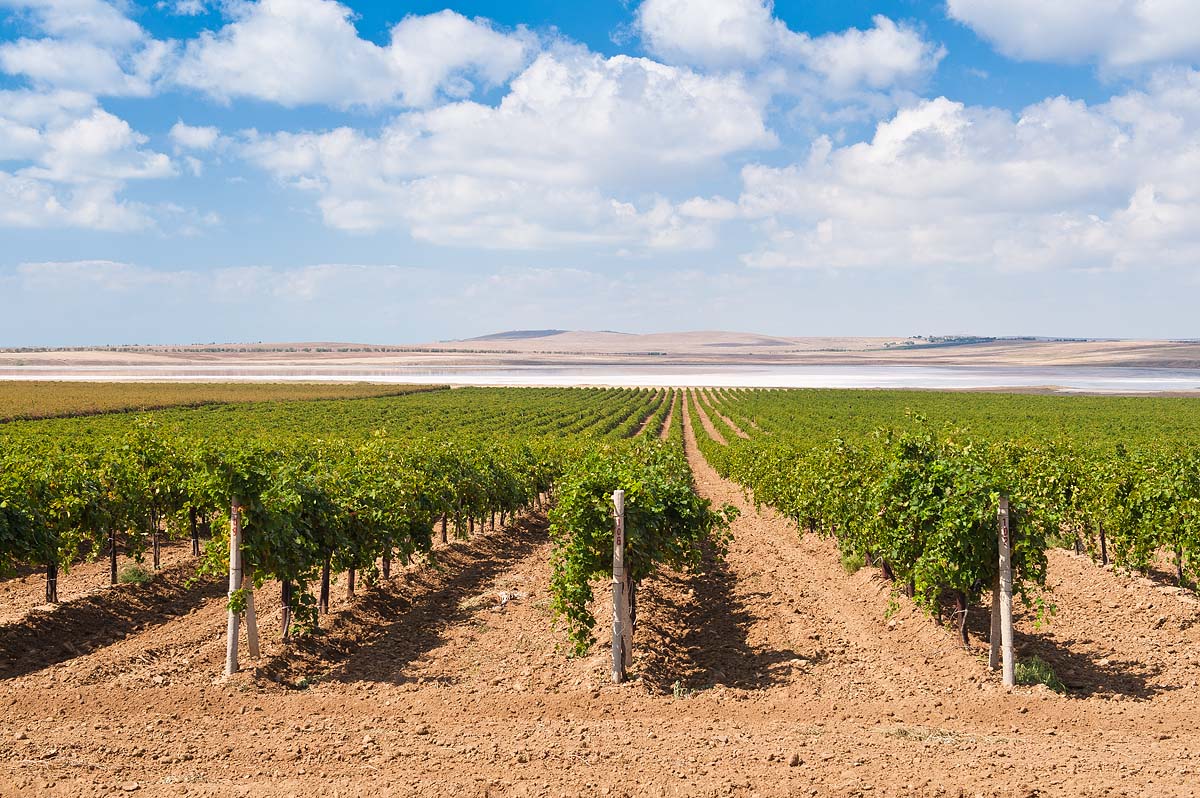 Сочетание инноваций, солнца Таманских виноградников и опыта энологов создаёт вина, достойные восхищения