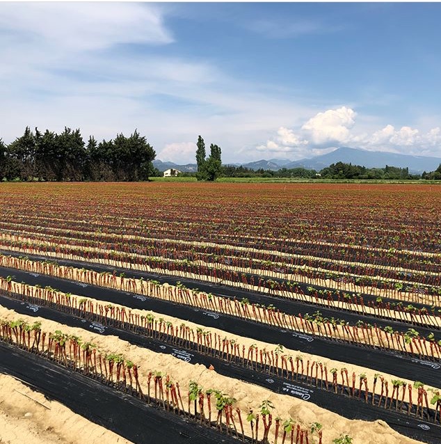 Агрофирма «Южная» и RICHTER INTERNATIONAL (Франция) договорились о сотрудничестве