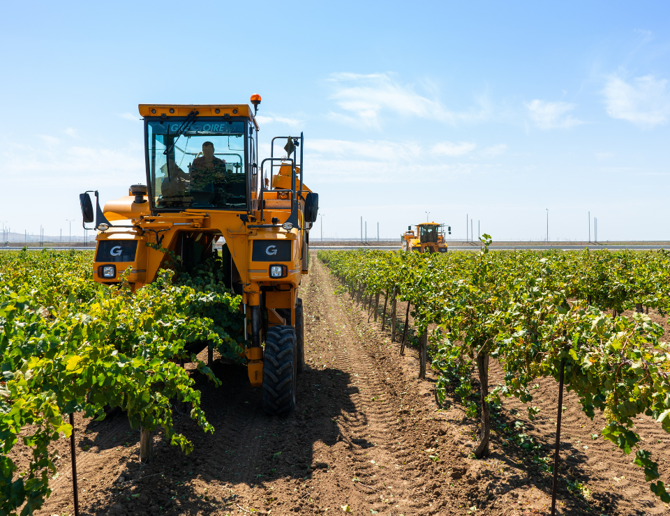 Агрофирма «Южная» приступила к сбору урожая винограда