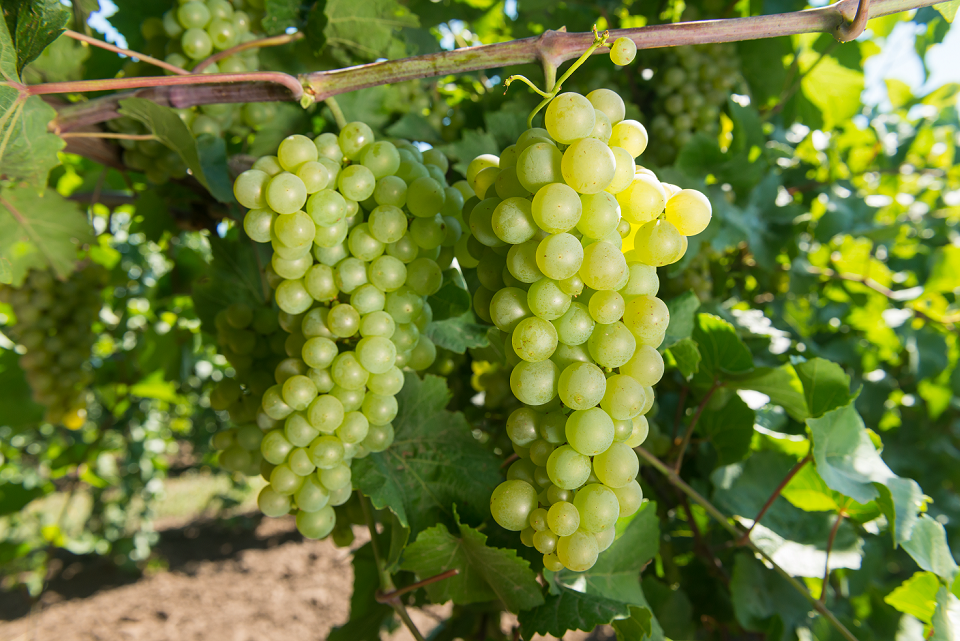 Агрофирма «Южная» собрала рекордный урожай винограда