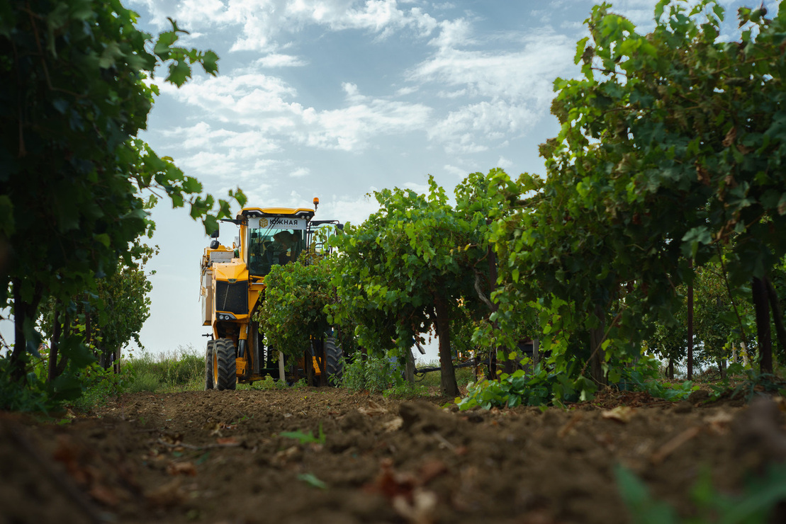 Агрофирма «Южная» стала лидером отрасли в рейтинге виноградарских хозяйств