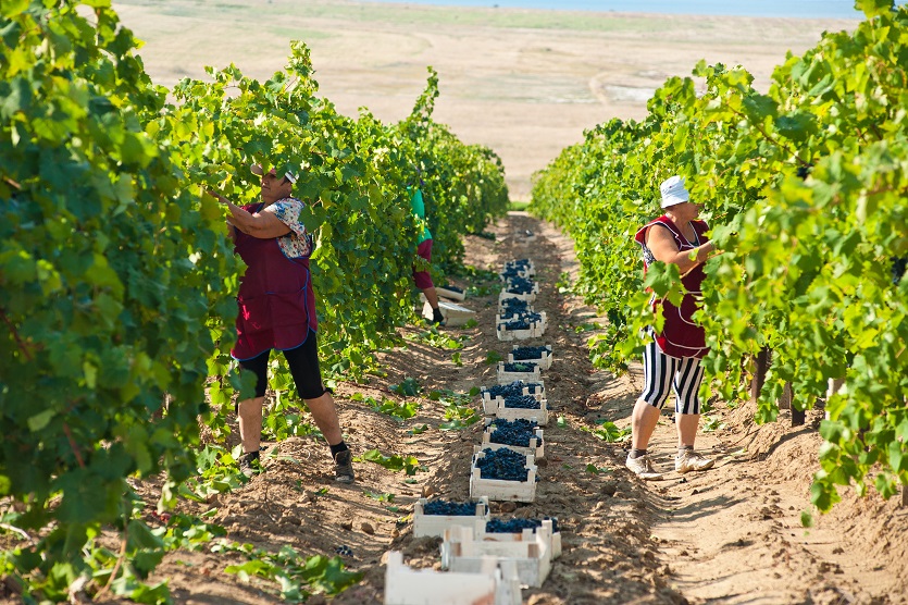 Агрофирма «Южная» приступила к уборке урожая винограда