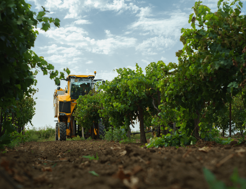 Винодельня «Кубань-Вино» выпустила около 100 млн бутылок вина