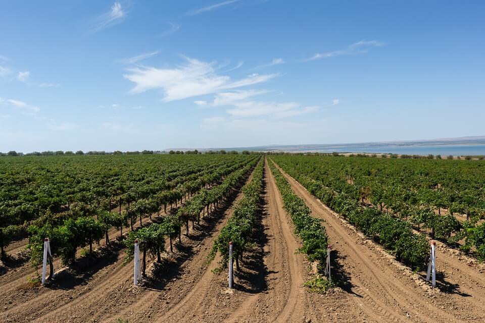 ГК «Ариант» в 2020 году произвела более 90 млн бутылок вина