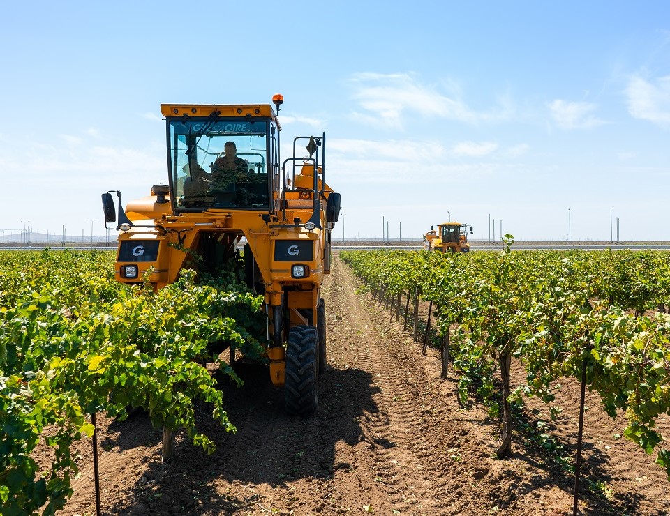 Агрофирма «Южная» приступила к уборке урожая винограда
