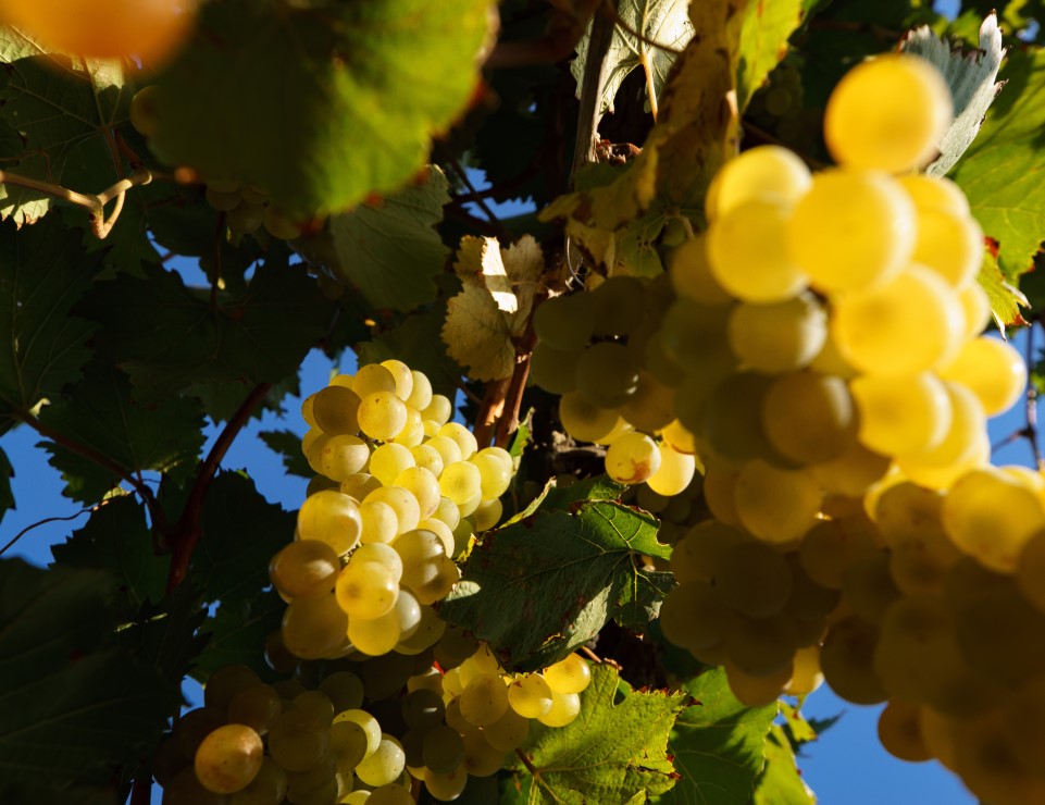 Агрофирма «Южная» собрала более 100 тысяч тонн винограда