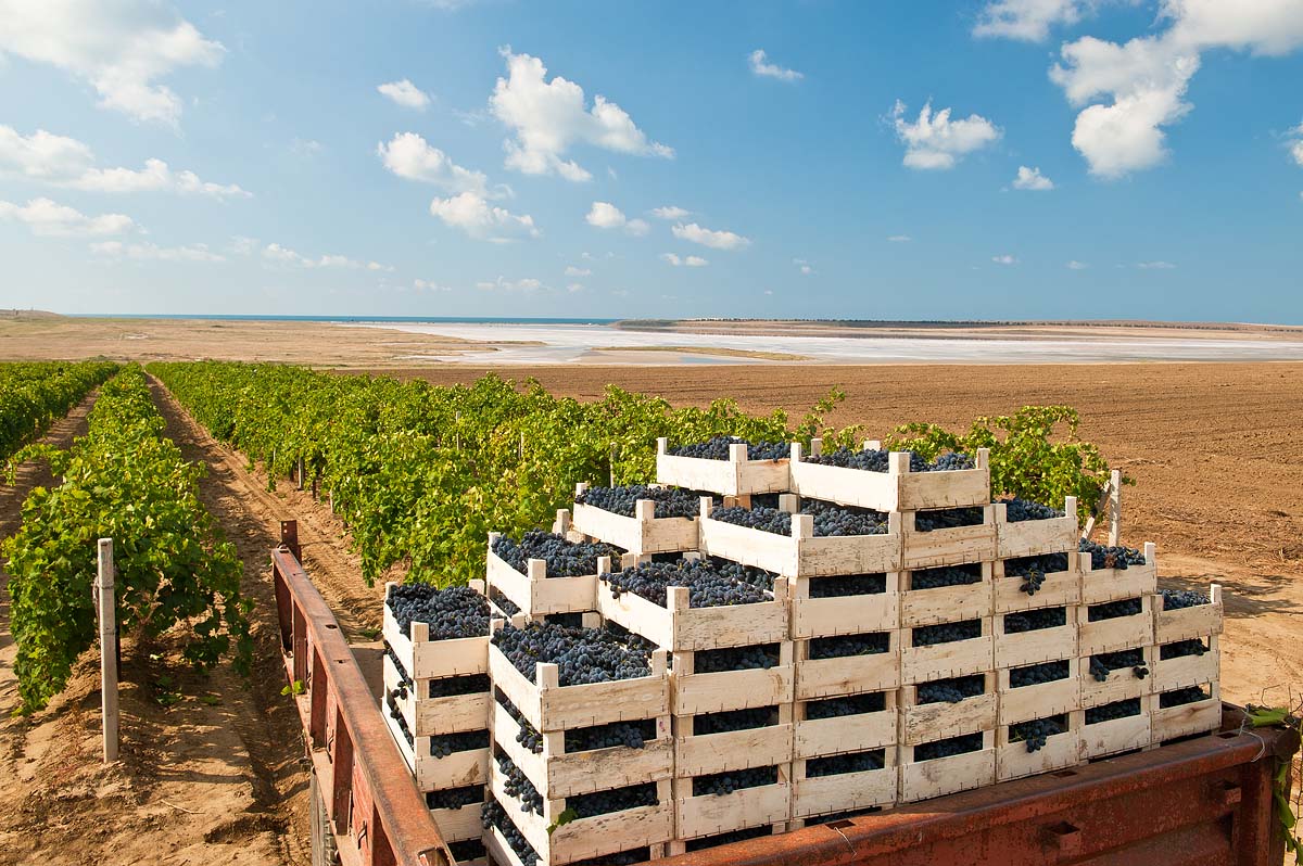 «Кубань-Вино» и «ЦПИ-Ариант» в 2019 году установили рекорд по объему производства