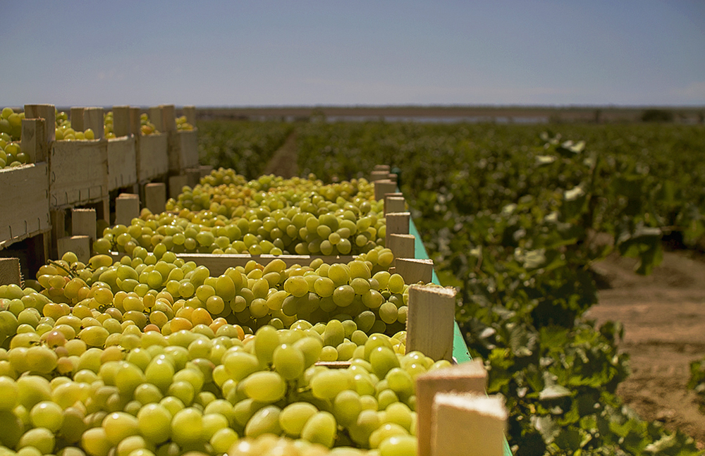 Агрофирма «Южная» одной из первых в России начала уборку урожая винограда