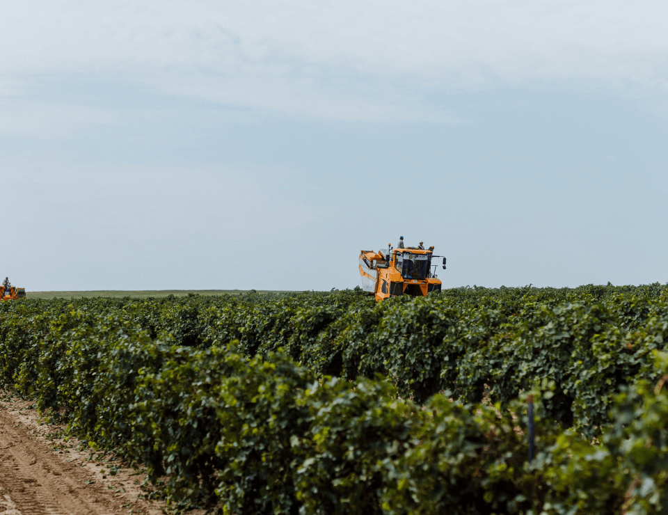 Винодельня «Кубань-Вино» по итогам 2021 года остается лидером отрасли по площади виноградников и объему производства