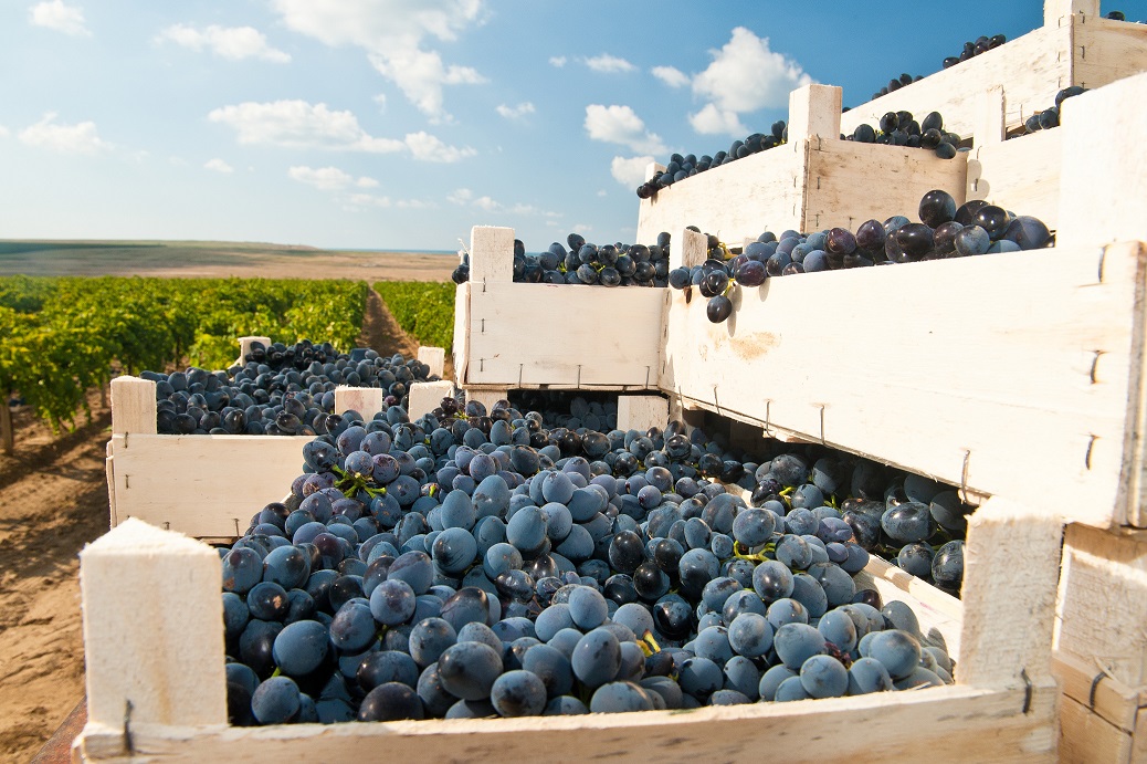 Агрофирма «Южная» приступила к уборке урожая винограда