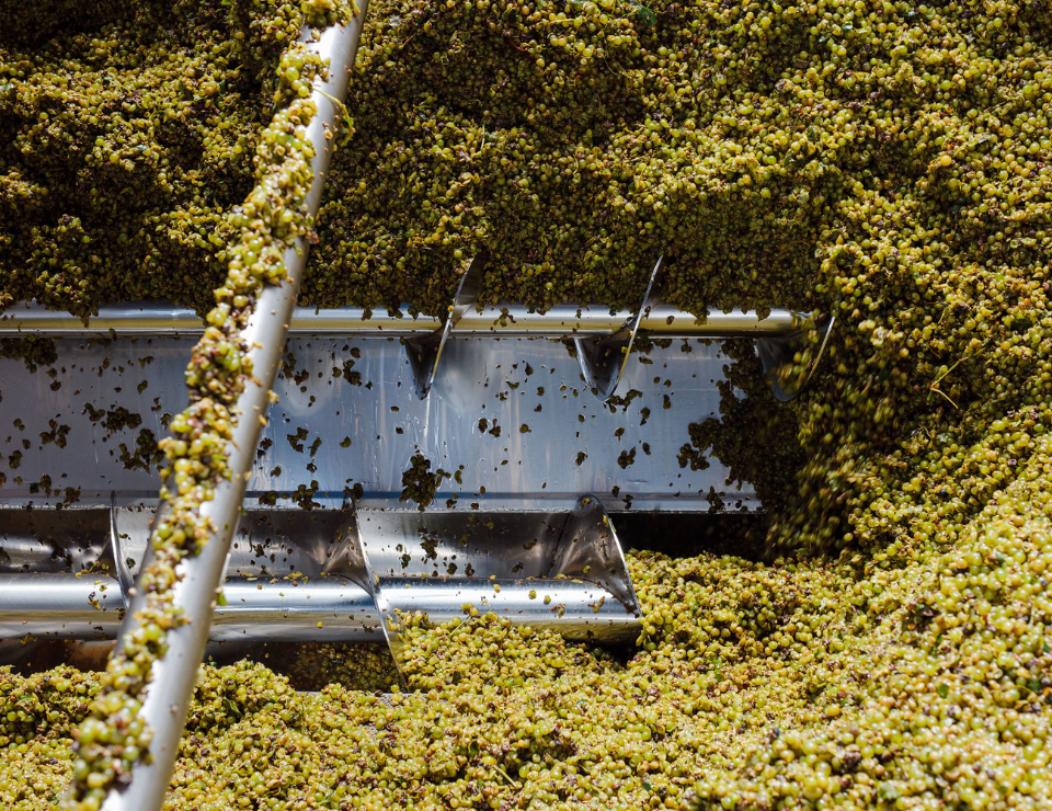 Агрофирма «Южная» в 2021 году увеличила урожай винограда более чем на 15 000  тонн