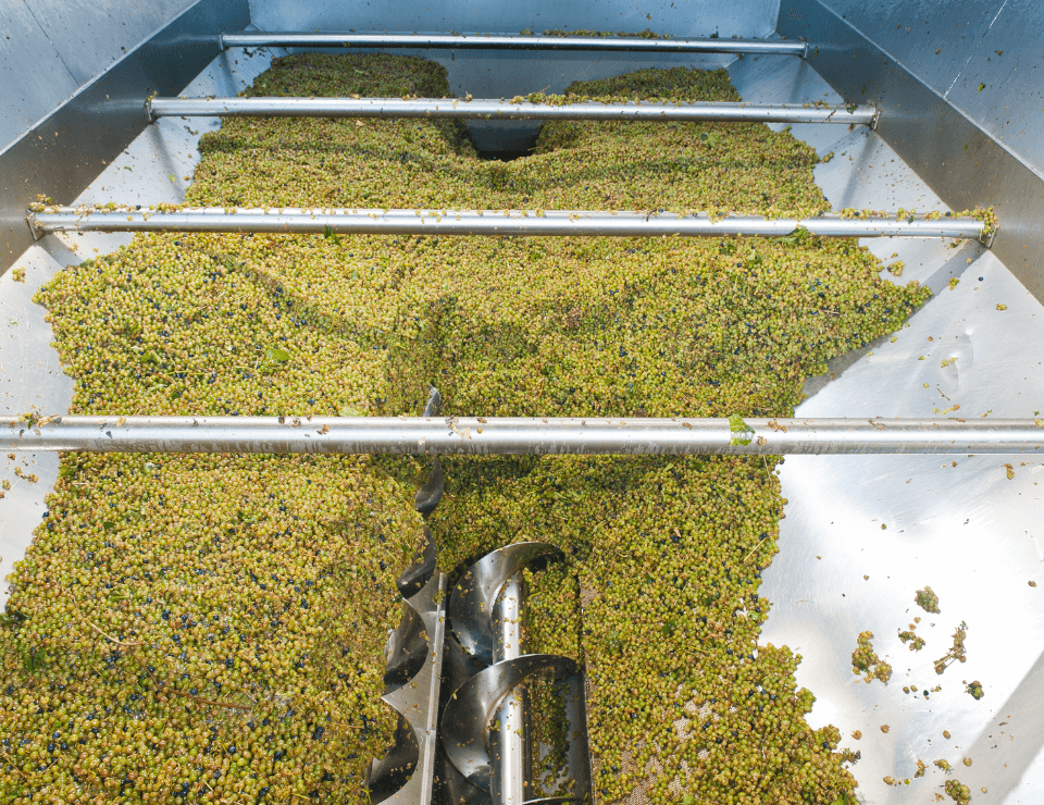 Винодельня «Кубань-Вино» по итогам 2021 года остается лидером отрасли по площади виноградников и объему производства