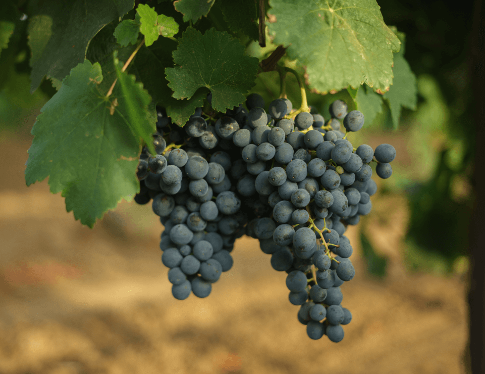 Агрофирма «Южная» собрала более 76 тысяч тонн винограда