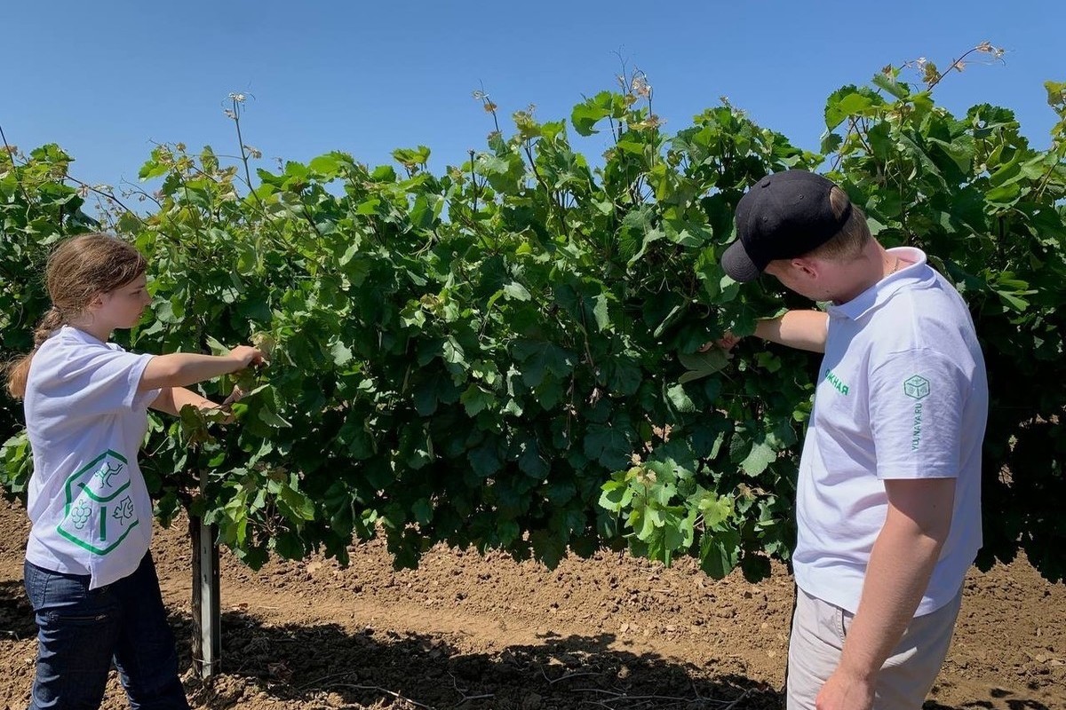 Агрофирма «Южная» планирует принять в 2025 году в два раза больше  студентов-практикантов