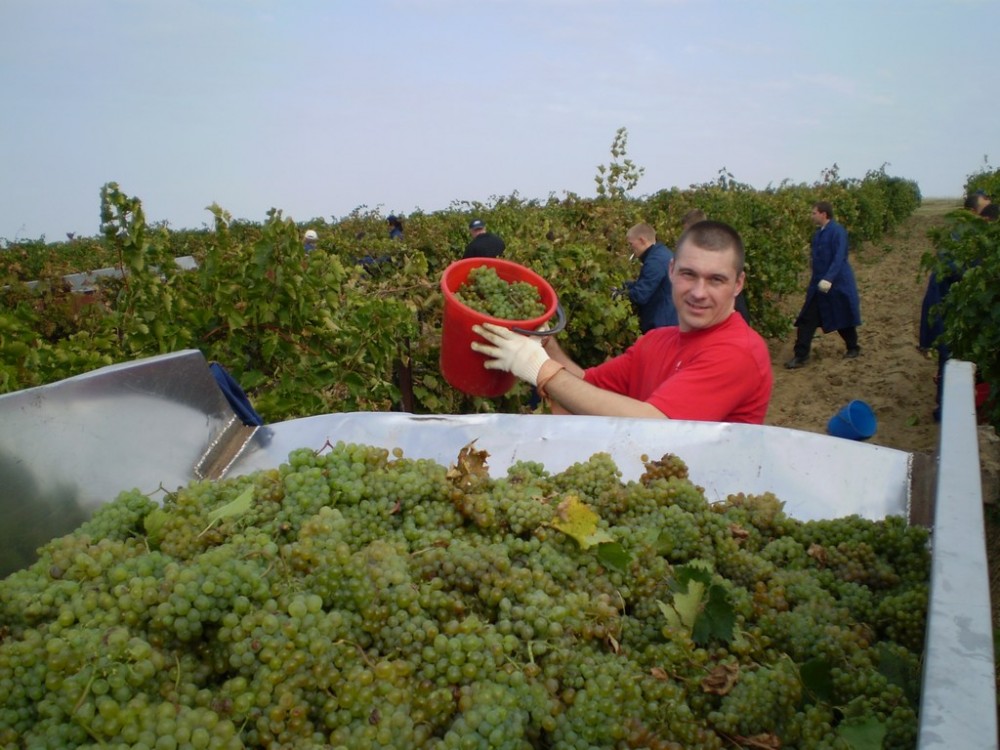 Первые результаты уборочной кампании 2012 озвучили на агрофирме «Южная»