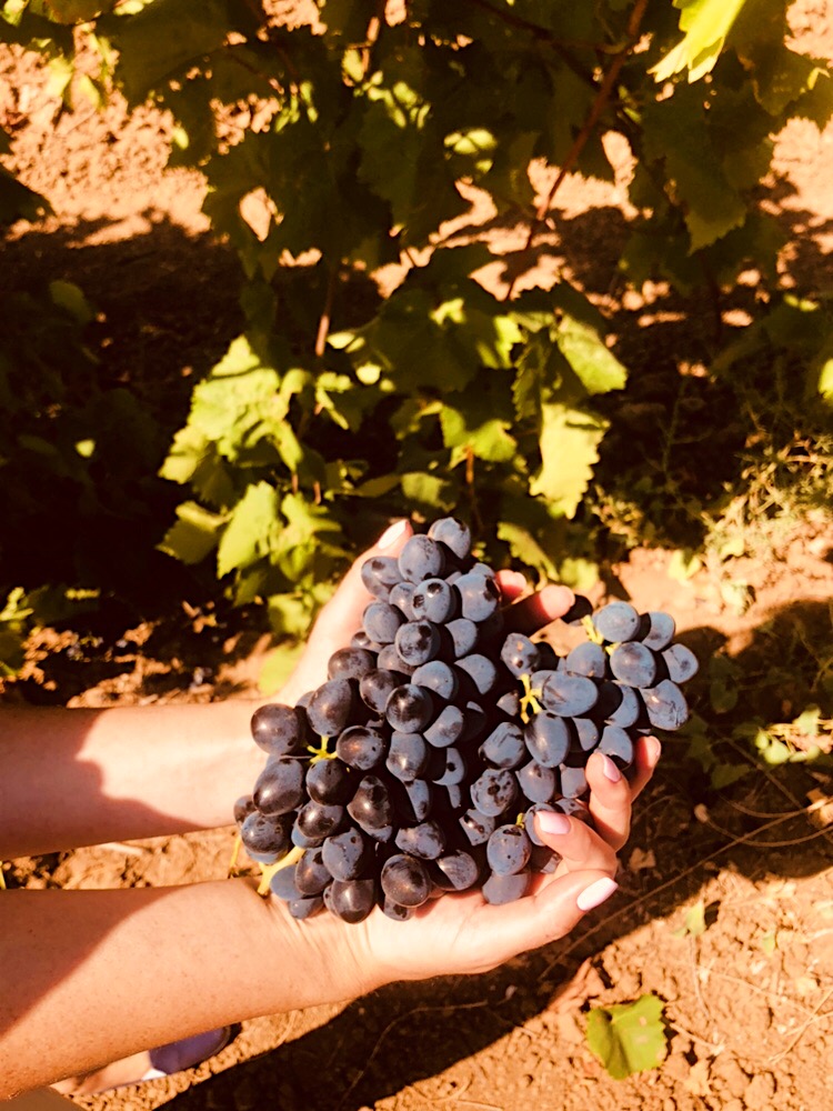 Агрофирма «Южная» поставила уже более тысячи тонн столового винограда в торговые сети России