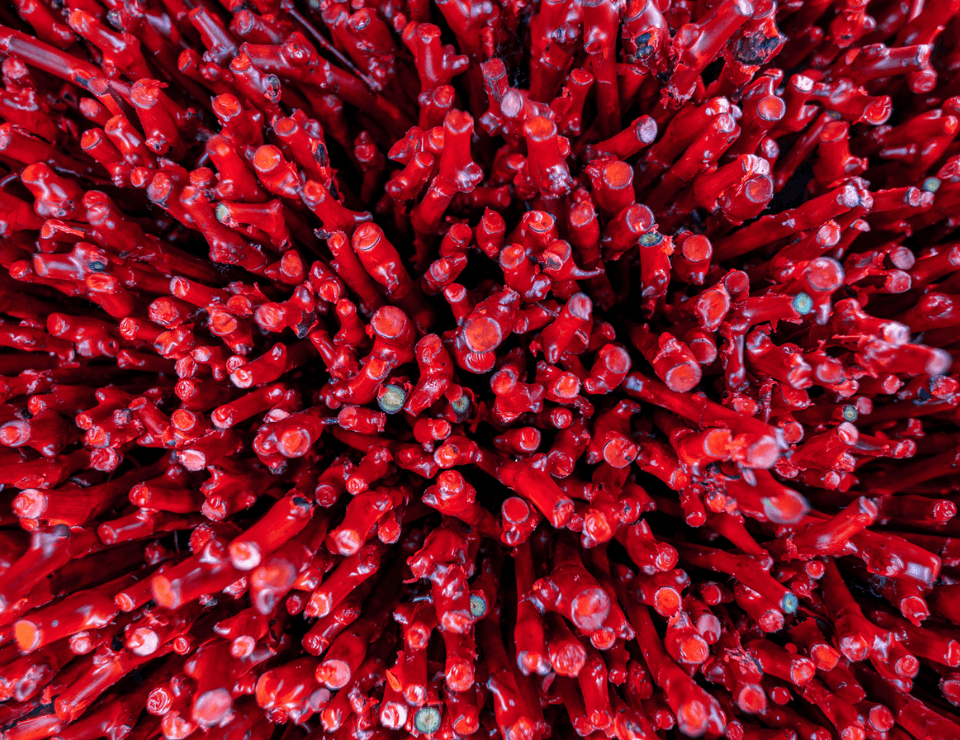 Питомник группы компаний «Ариант» в 2022 году планирует произвести 5,6 млн прививок