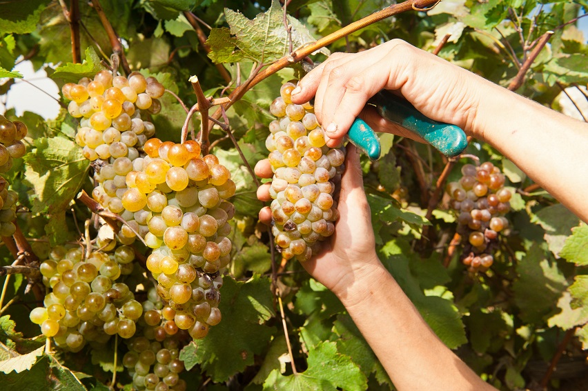 Агрофирма «Южная» подписала контракт на проектирование нового фруктохранилища