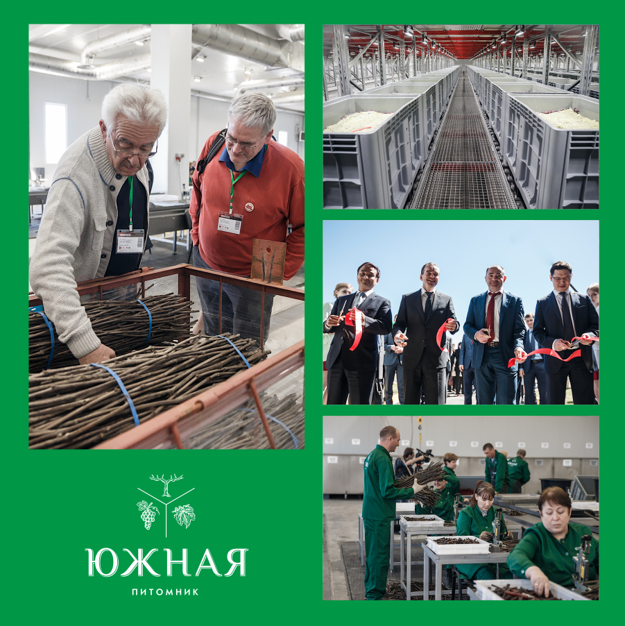 Холдинг «Ариант» запустил крупнейший в России питомник виноградных саженцев 