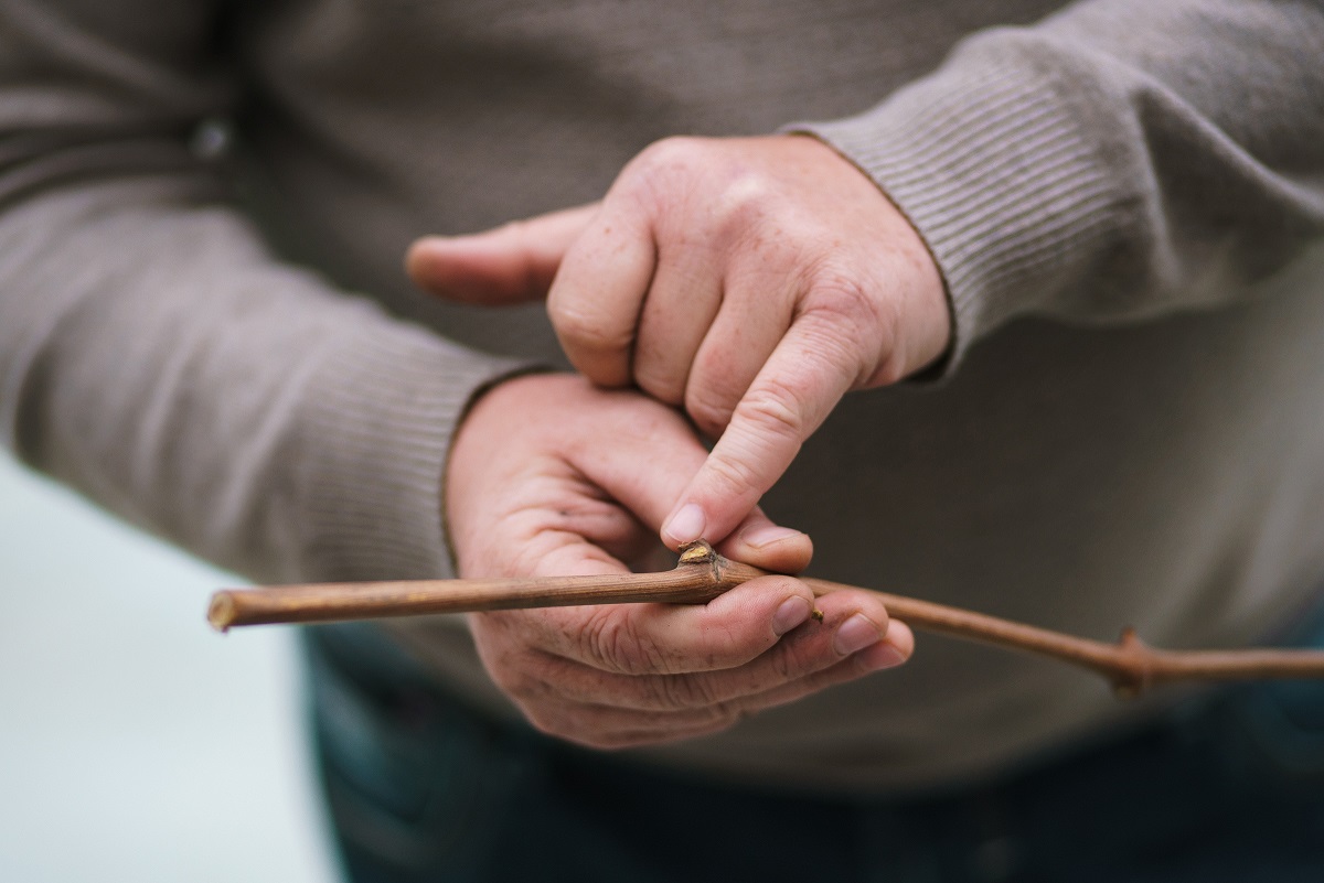 В питомнике Агрофирмы «Южная» началась заготовка черенков и подготовка саженцев к посадке