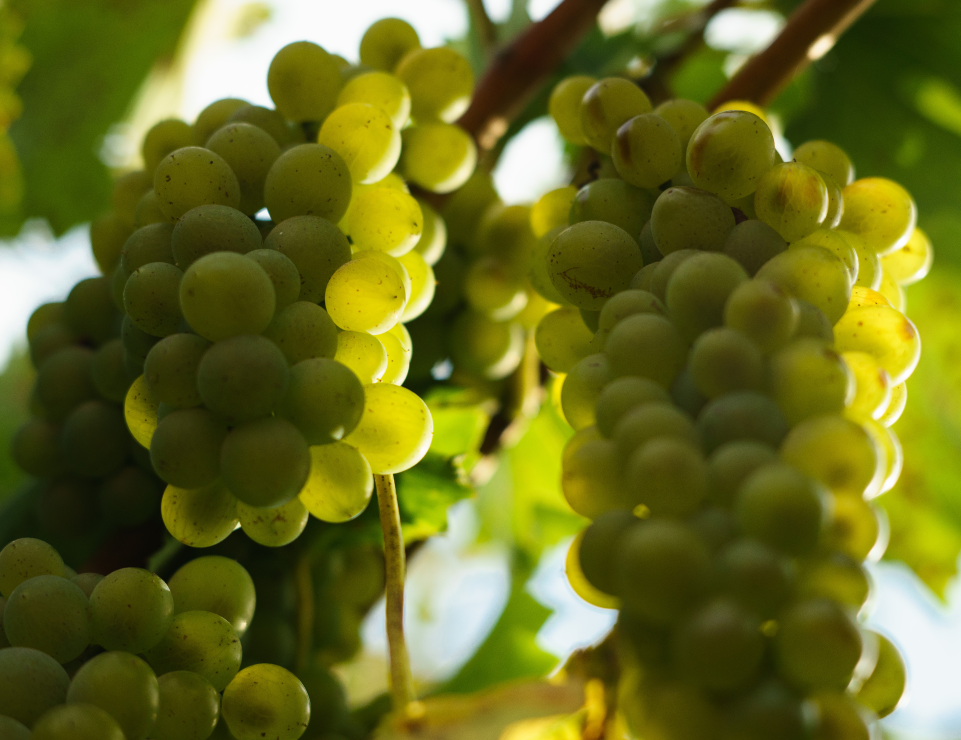 Агрофирма «Южная» и Курчатовский институт начали сотрудничество в рамках научно-практической работы