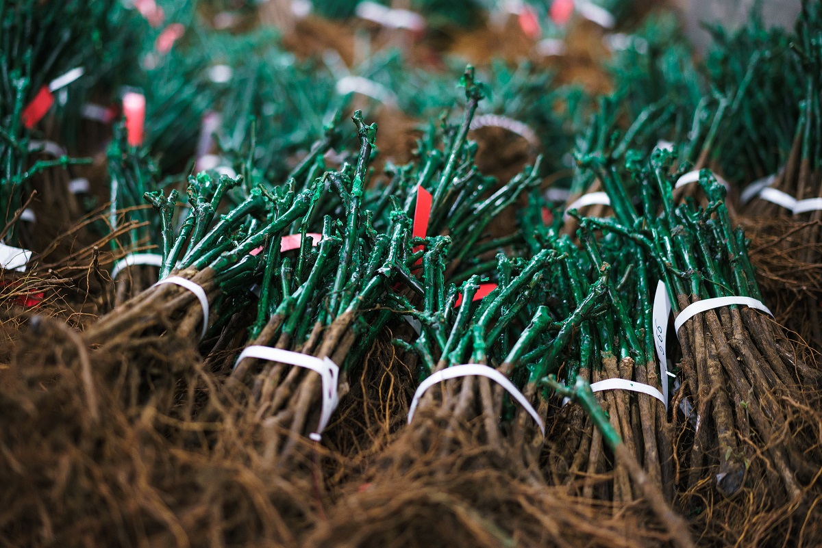 В питомнике Агрофирмы «Южная» началась заготовка черенков и подготовка саженцев к посадке
