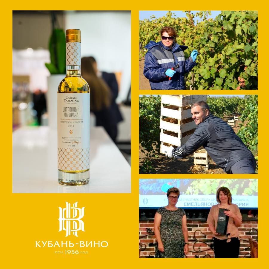 На винодельне «Кубань-Вино» состоялась церемония награждения участников сбора винограда Цитронный Магарача 