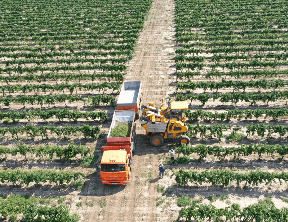 Винодельня «Кубань-Вино» по итогам 2021 года остается лидером отрасли по площади виноградников и объему производства