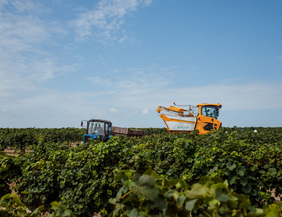 Агрофирма «Южная» в 2021 году увеличила урожай винограда более чем на 15 000  тонн