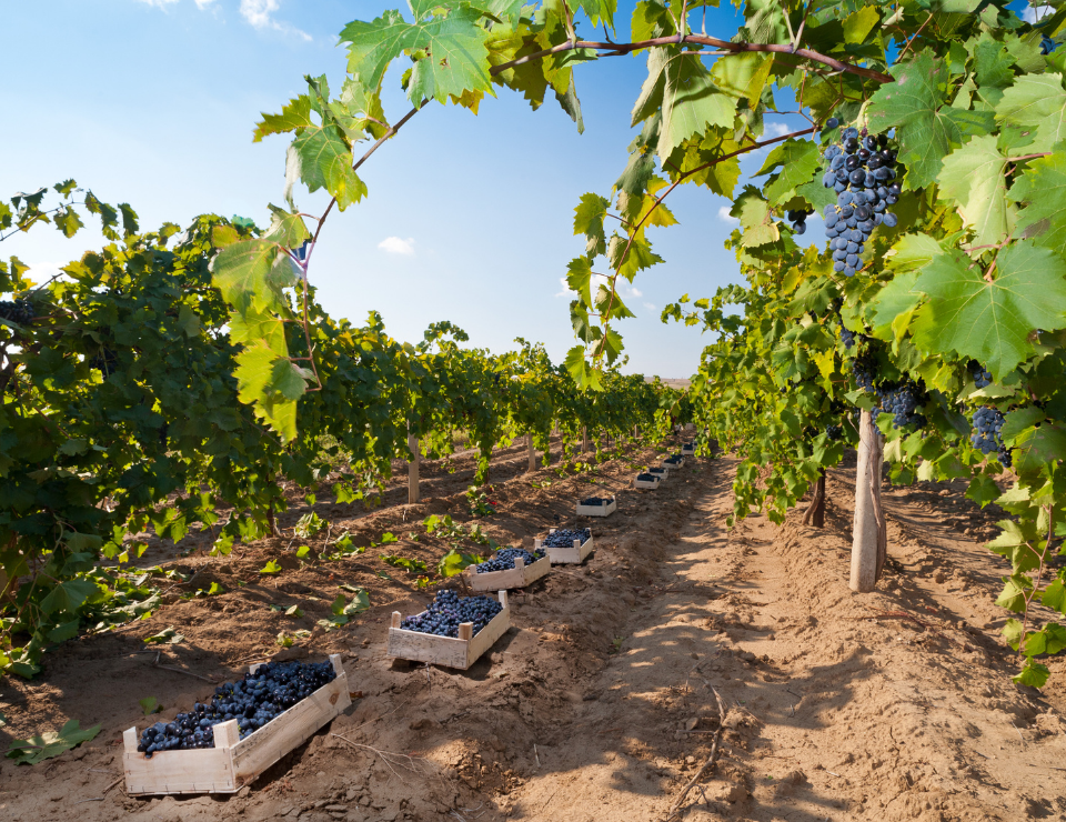 Сочетание инноваций, солнца Таманских виноградников и опыта энологов создаёт вина, достойные восхищения