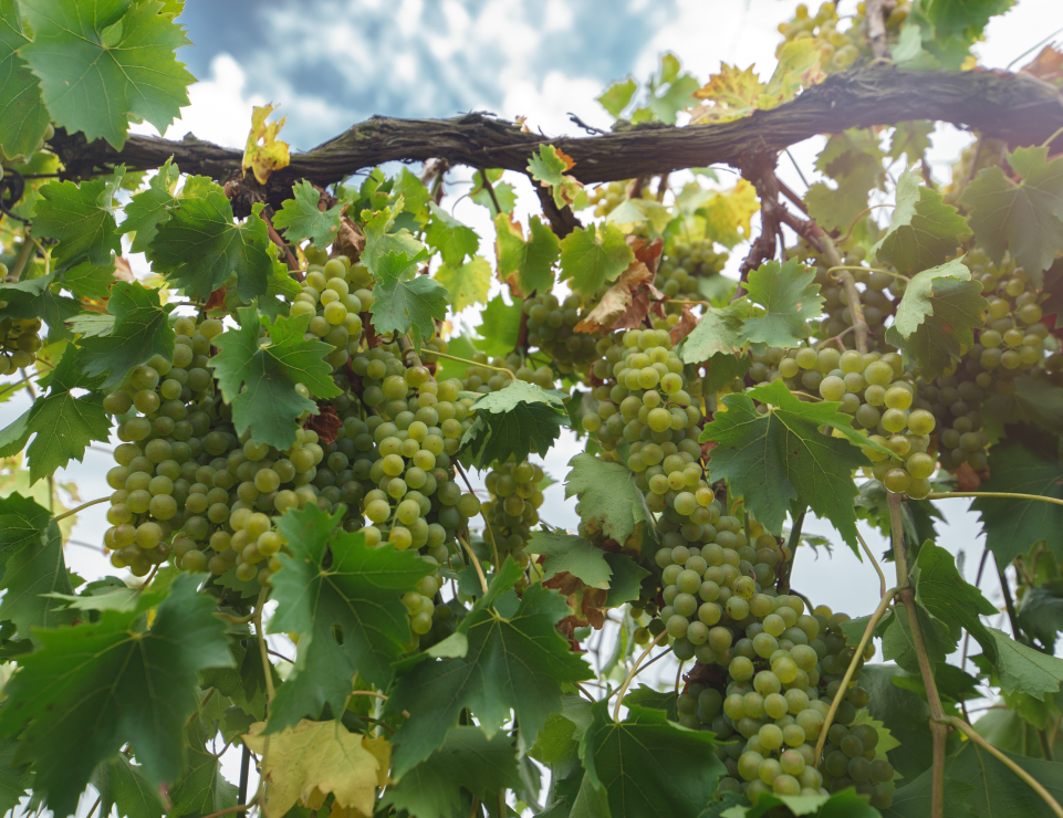 Агрофирма «Южная» приступила к уборке урожая винограда