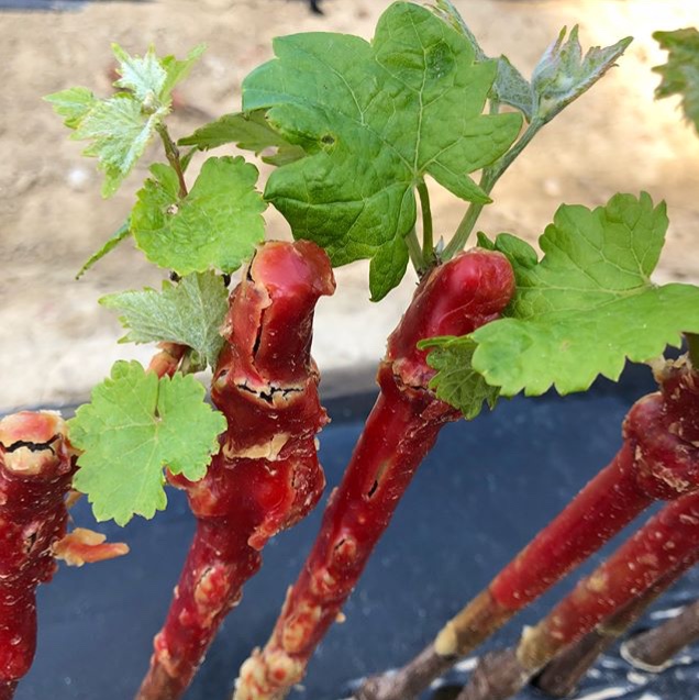 Агрофирма «Южная» и RICHTER INTERNATIONAL (Франция) договорились о сотрудничестве