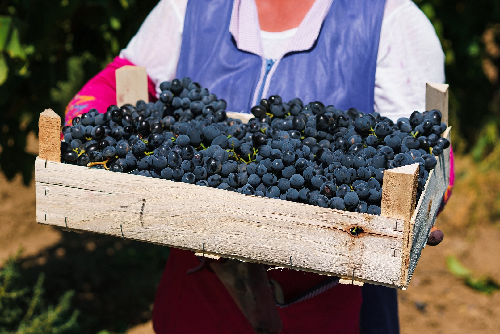 Объем производства винодельни «Кубань-Вино» в 2018 году приблизился к отметке в 60 миллионов бутылок