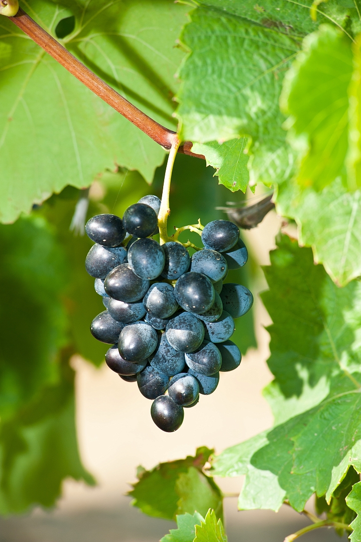 Винодельня «Кубань-Вино» выступила инициатором создания в регионе новой географической зоны «Южный берег Тамани»