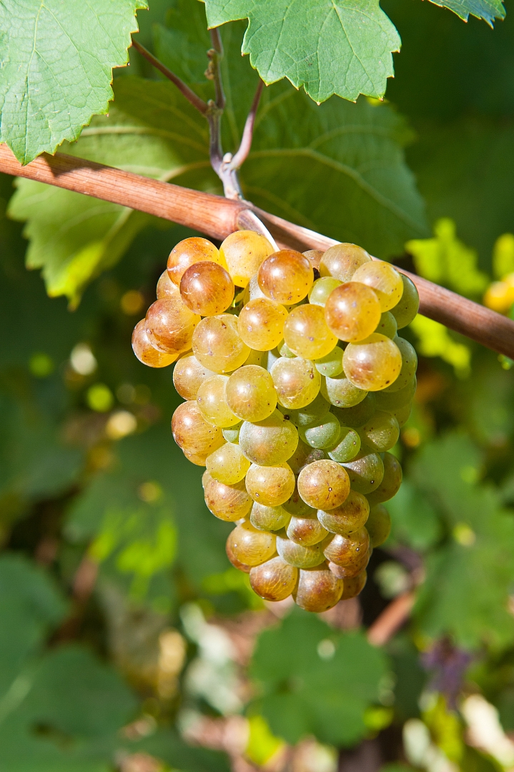 Агрофирма «Южная» подписала контракт на проектирование нового фруктохранилища