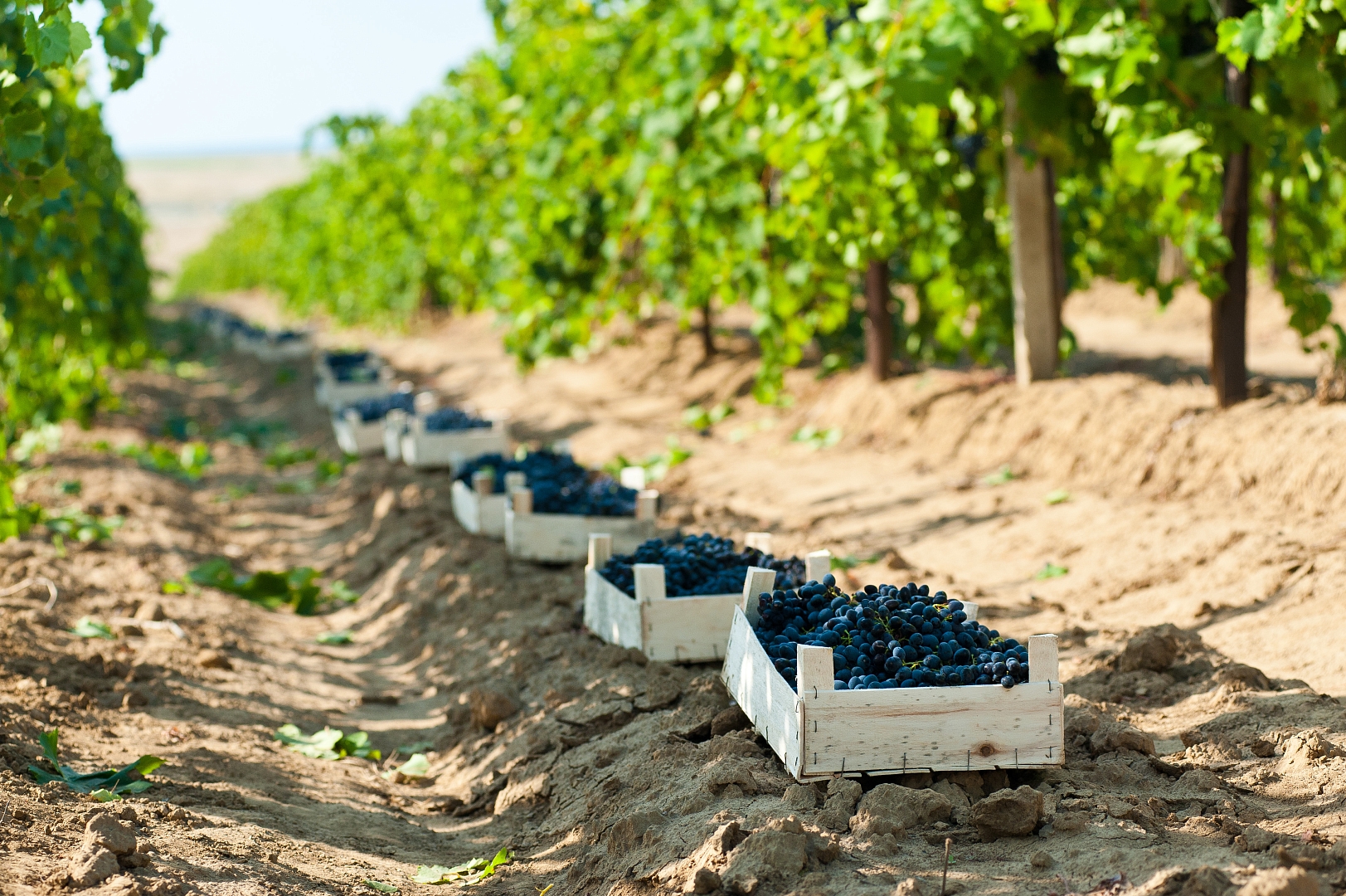 Агрофирма «Южная» собрала более 75 000 тонн винограда