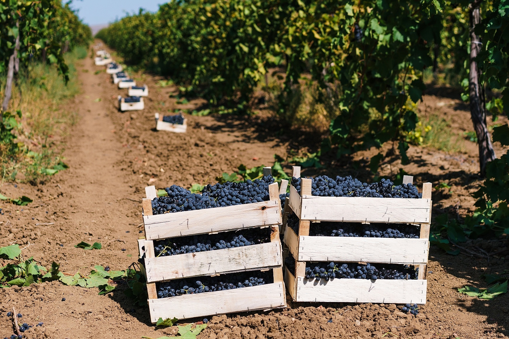 Винодельня «Кубань-Вино» выпустила около 100 млн бутылок вина