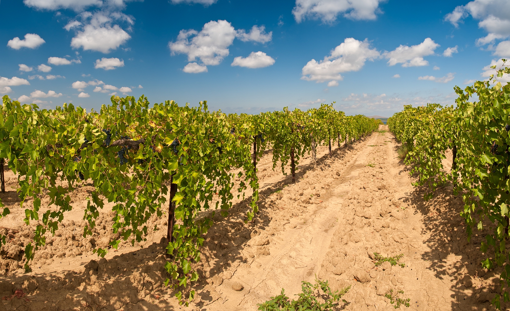 Агрофирма «Южная» продолжает закладывать «элитные» виноградники