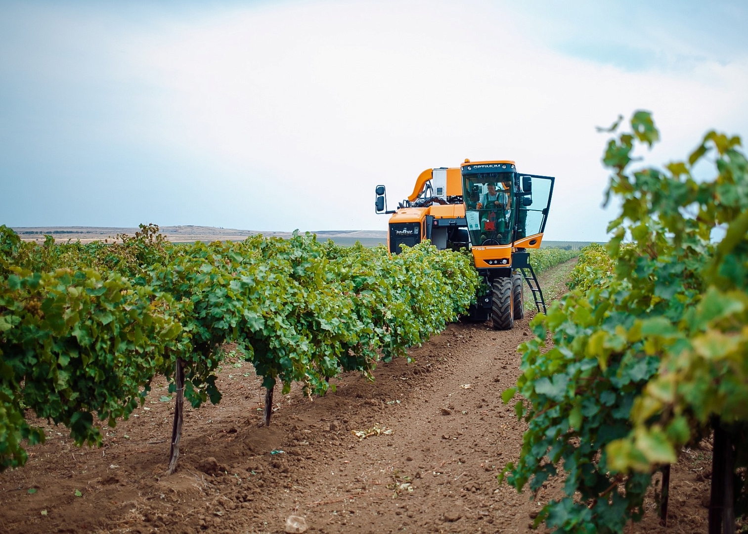 Агрофирма «Южная» одной из первых в России начала уборку урожая винограда