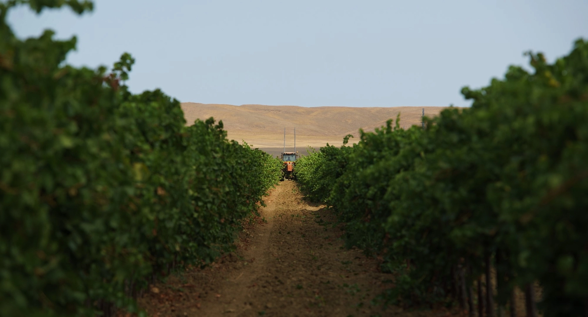 Кубань-Вино - фон